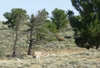 Great Basin Elk